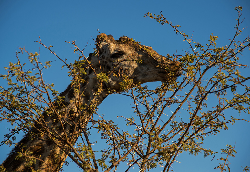 Pilanesberg National Park Giraffe Feeding